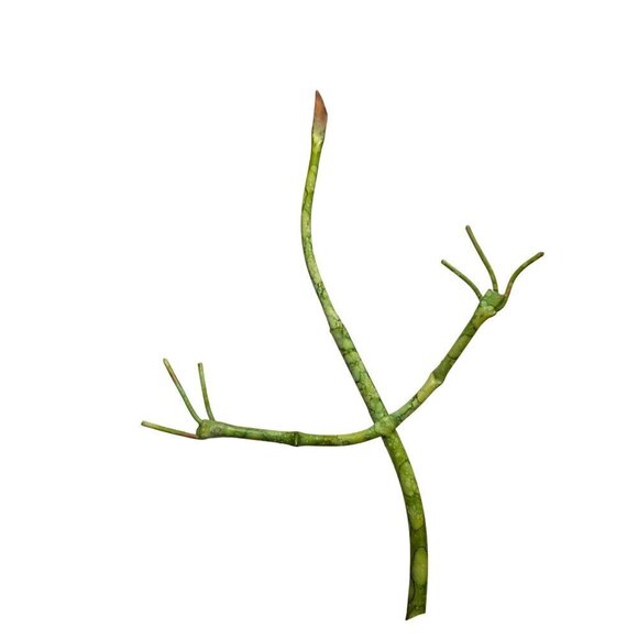 Whimsical Green Wire Lizard Sculpture With Spiral Eyes & Long Tail - Picture 8 of 16